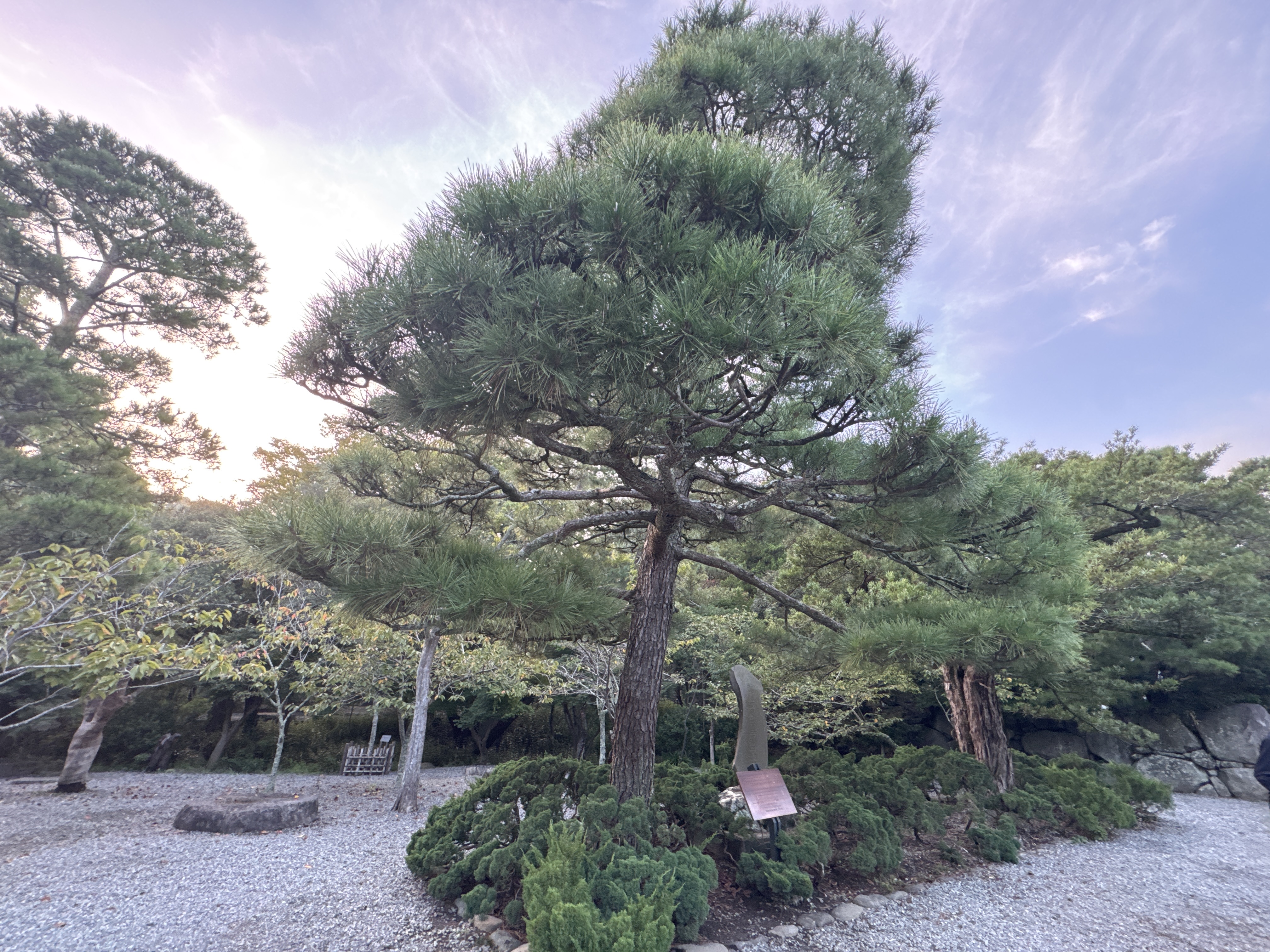 ブラチャーティポック国王陛下お手植松