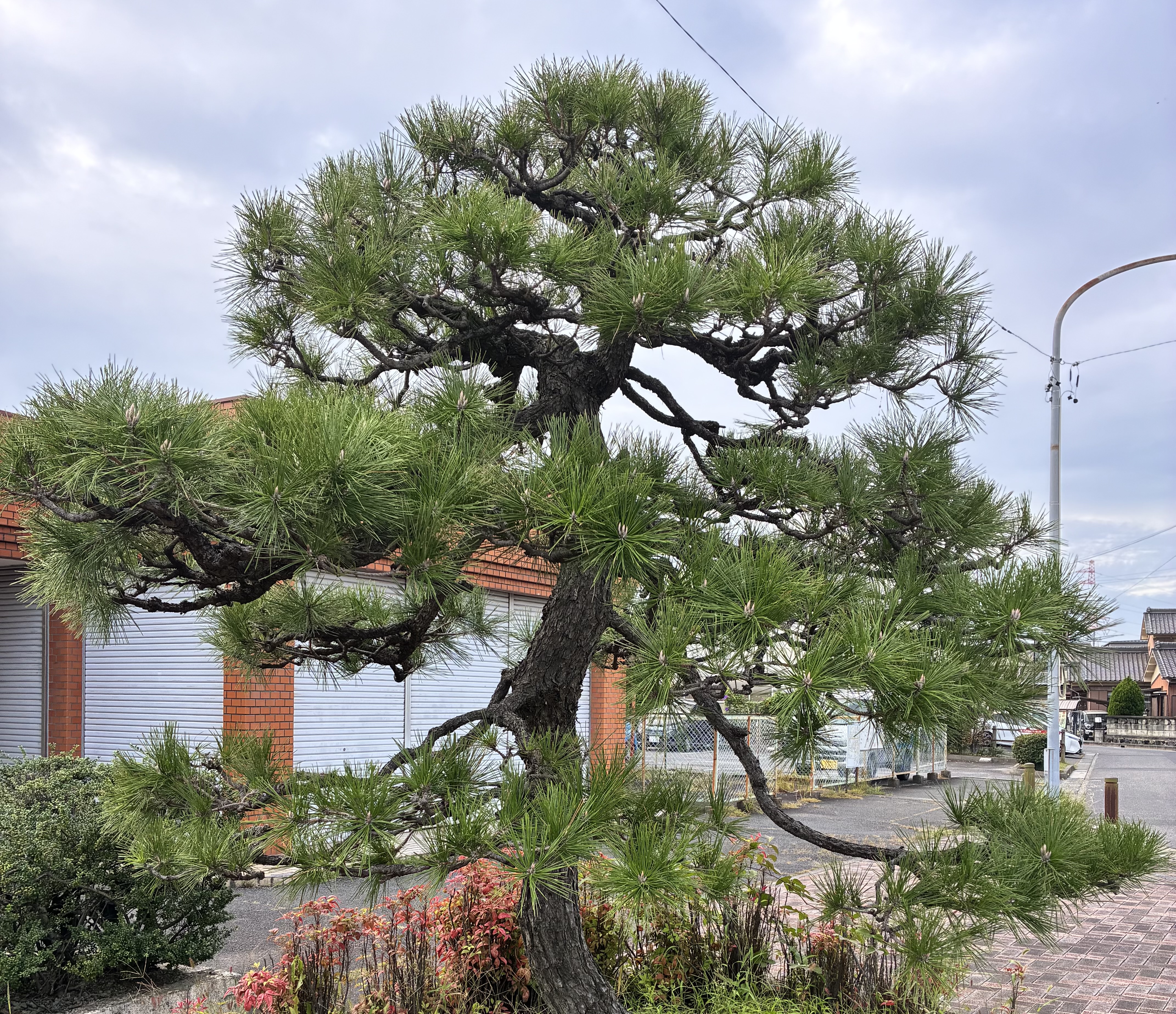 お富士の松