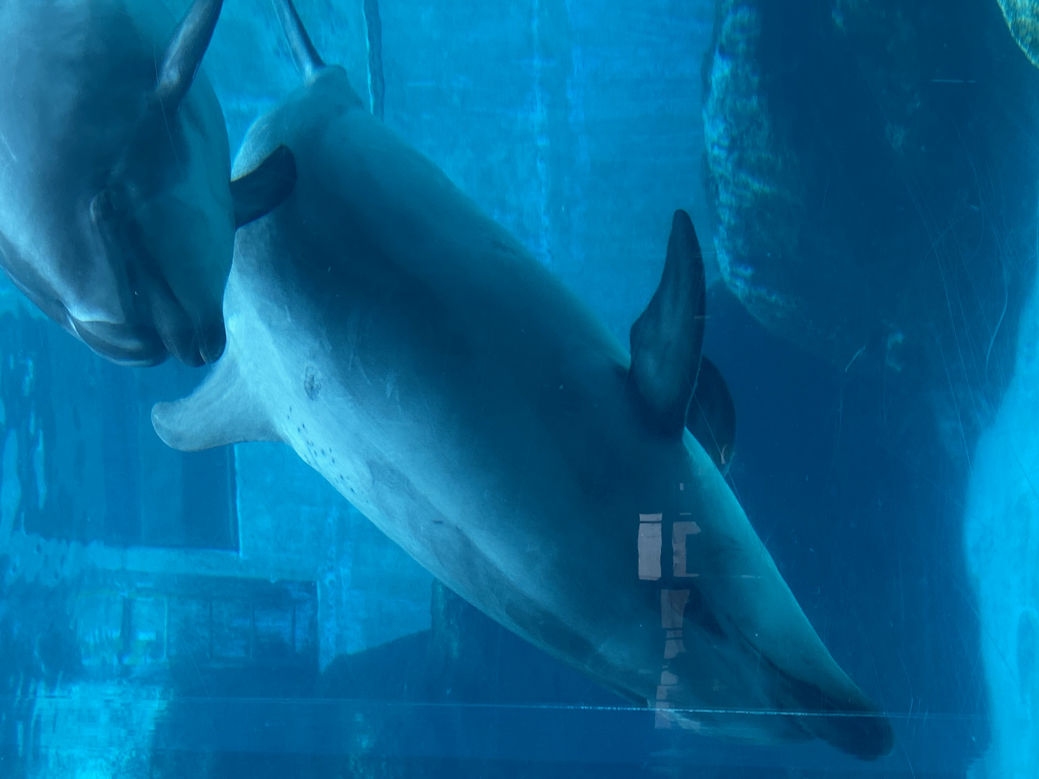 名古屋港水族館