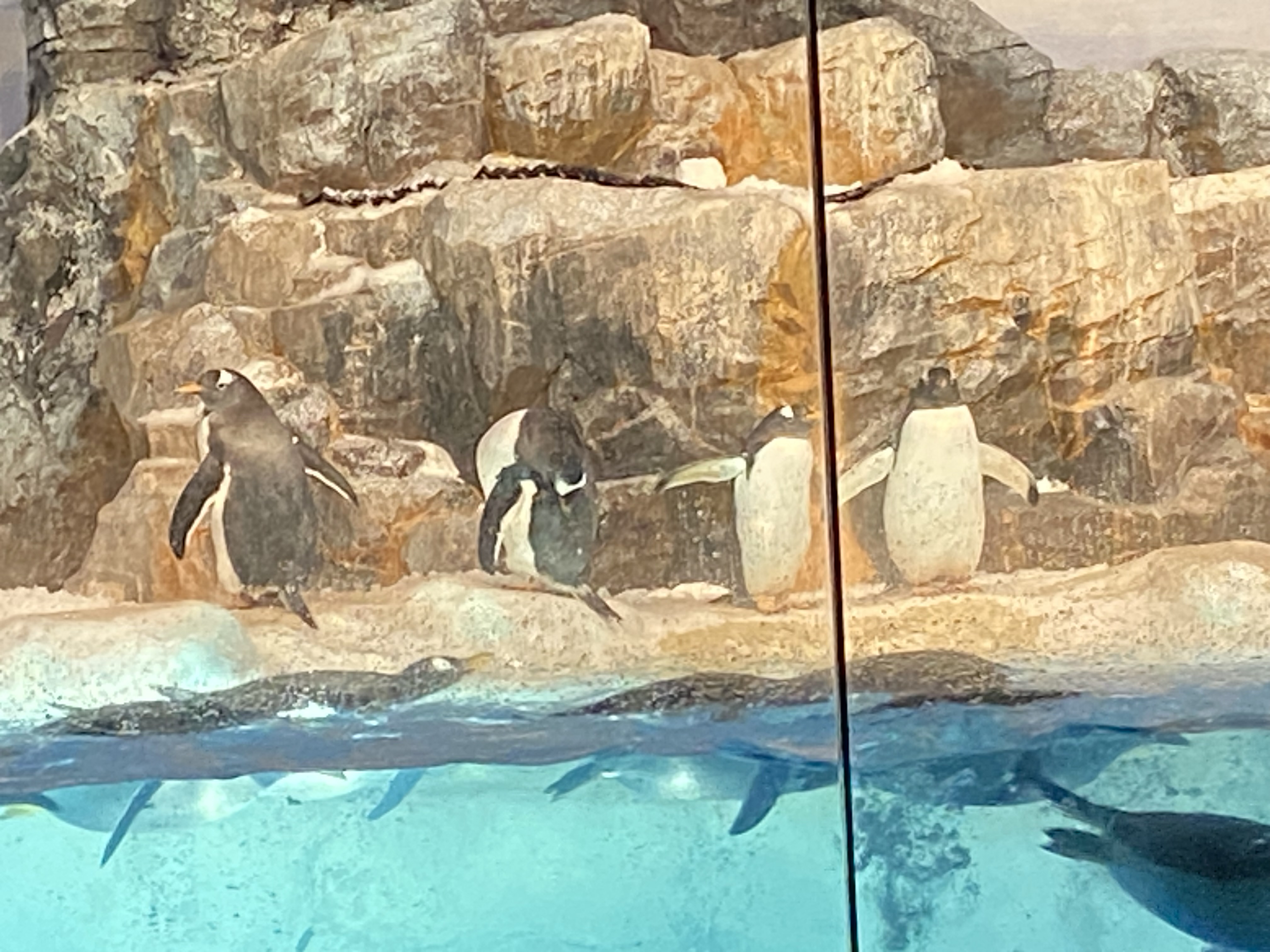 ペンギン水槽