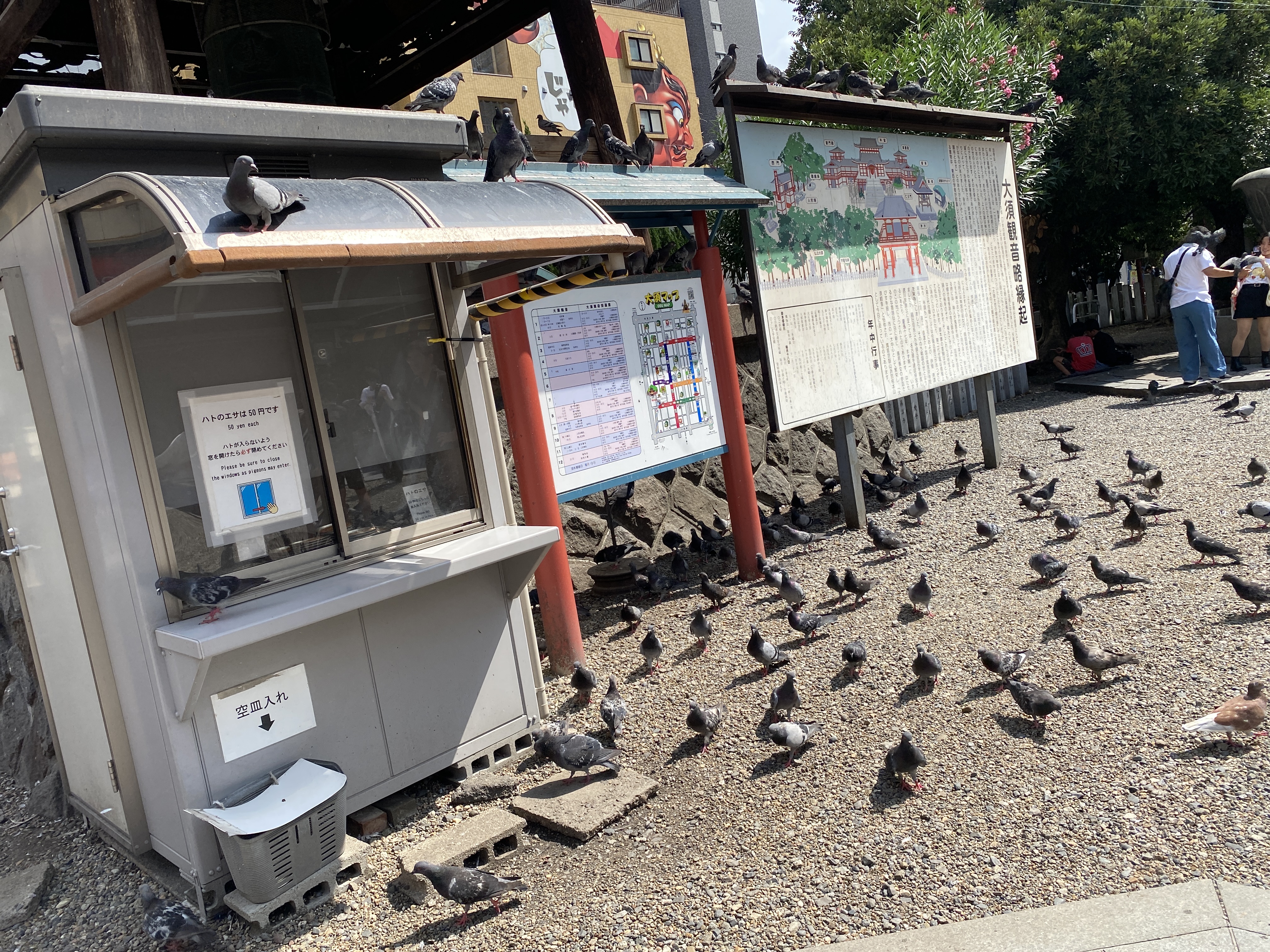 ハトのエサ