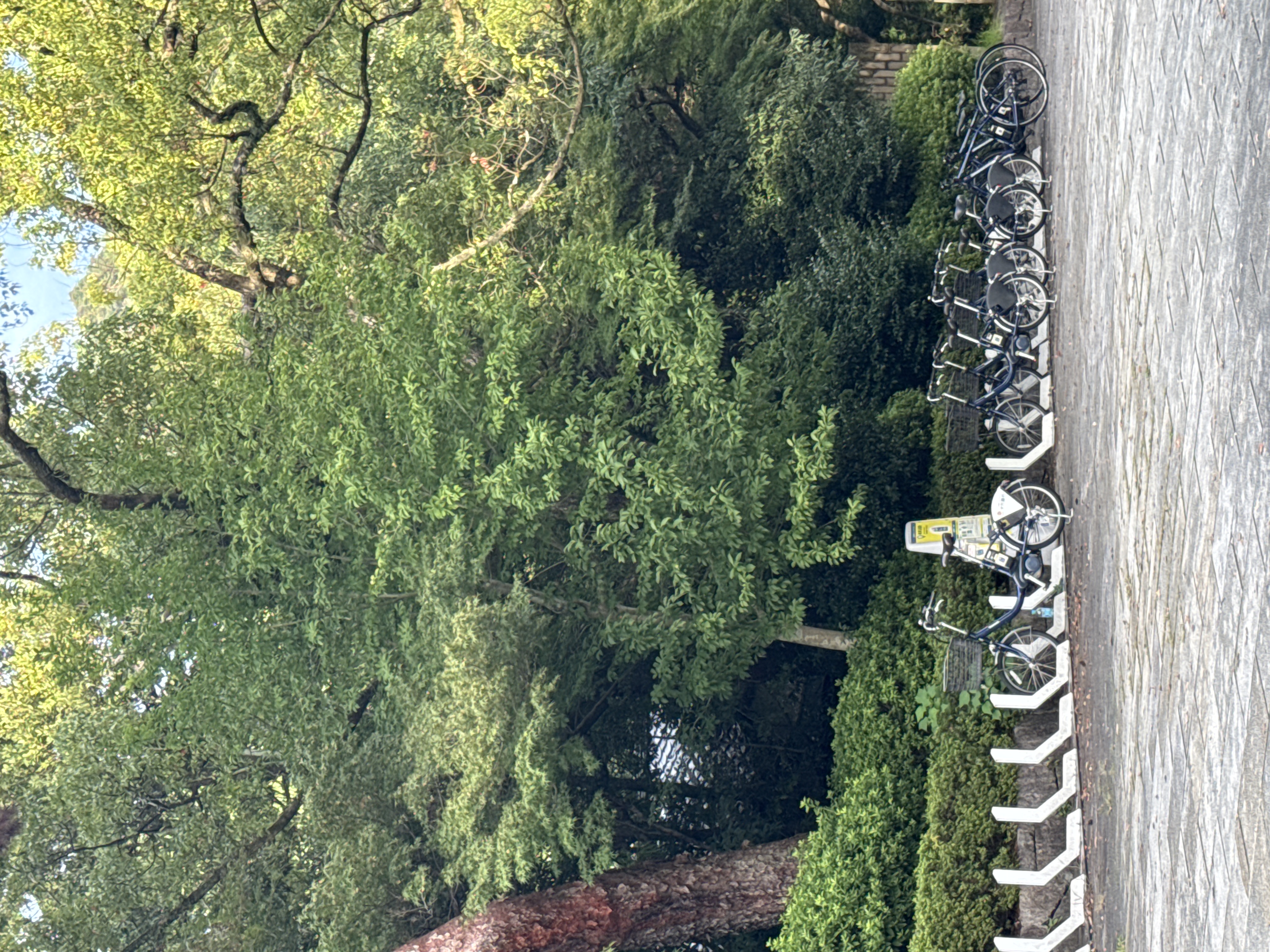 Gifu-ride 岐阜公園南ポート