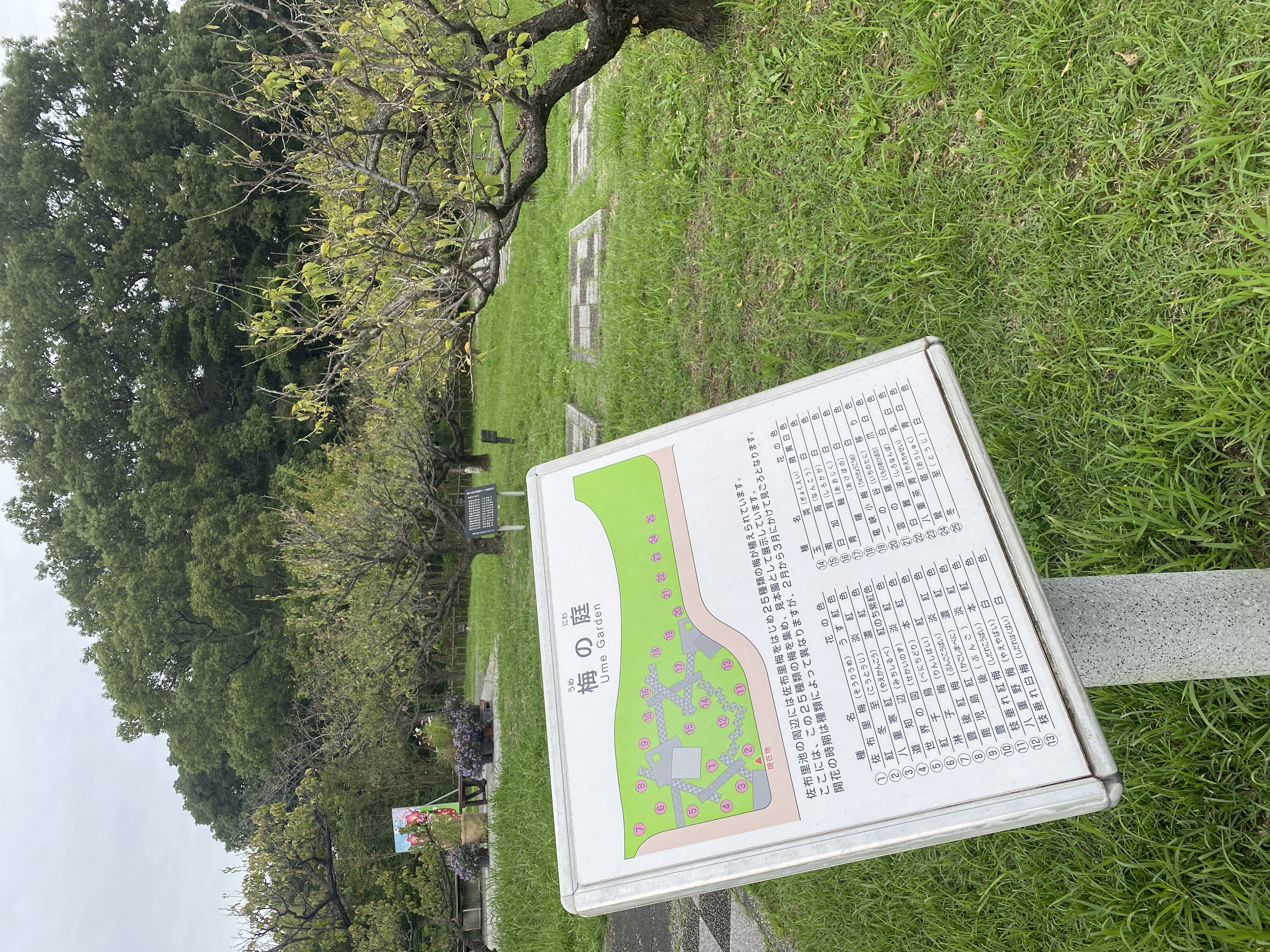 梅の庭