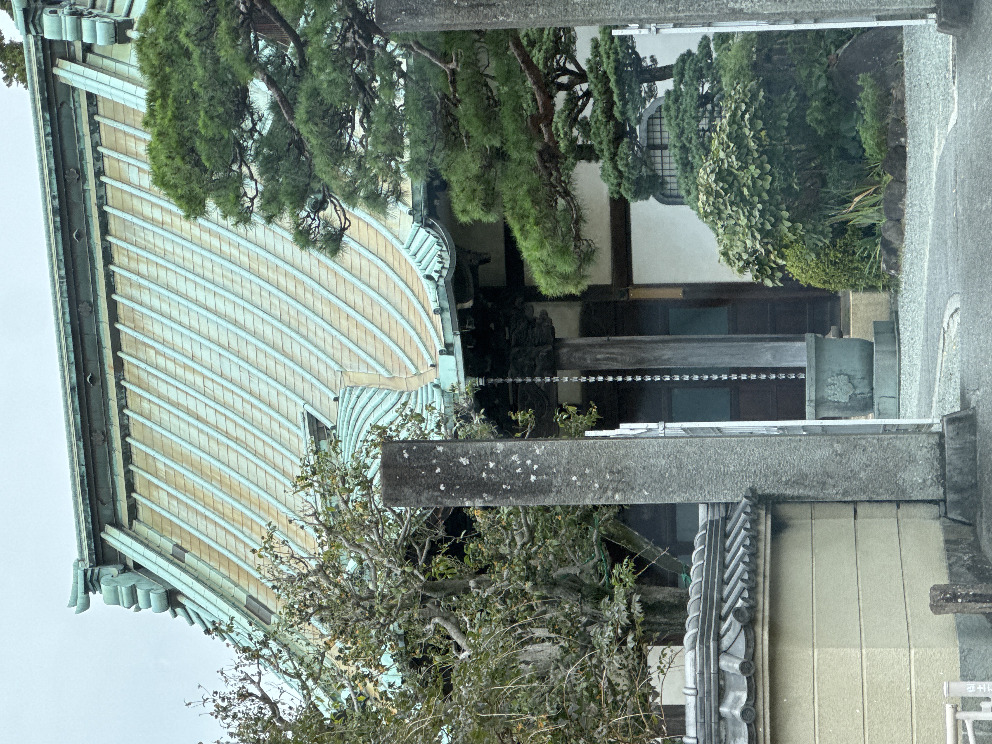 光円寺の大銀杏